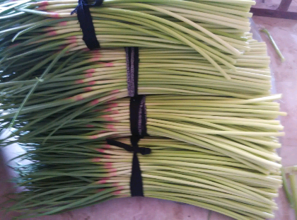 運動場館燈具 第101頁