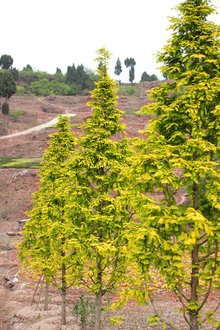 最新彩葉樹種種植與養(yǎng)護(hù)指南，從選種到養(yǎng)護(hù)一步到位！