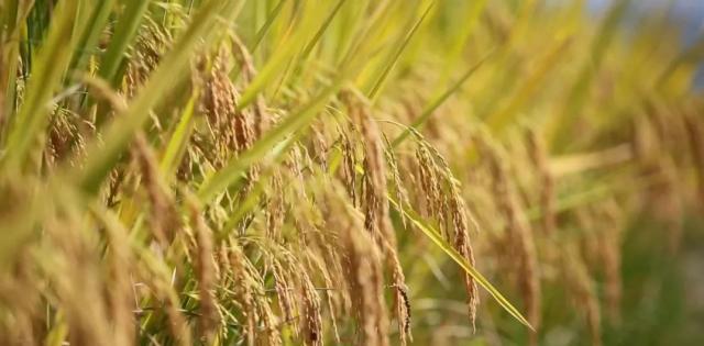 蒼南最新動態(tài)，變化中的力量，學習鑄就自信與成就