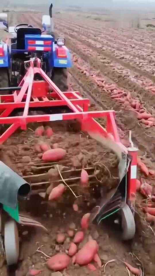 科技革新引領(lǐng)紅薯挖掘新紀(jì)元，最新挖紅薯機(jī)器亮相！