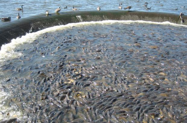 美國(guó)鯉魚(yú)成災(zāi)背后秘密揭秘，鯉魚(yú)泛濫與小巷獨(dú)特小店的故事