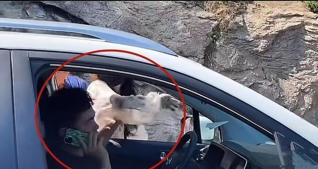 奔馳最新廣告，小明的溫情之旅啟程了