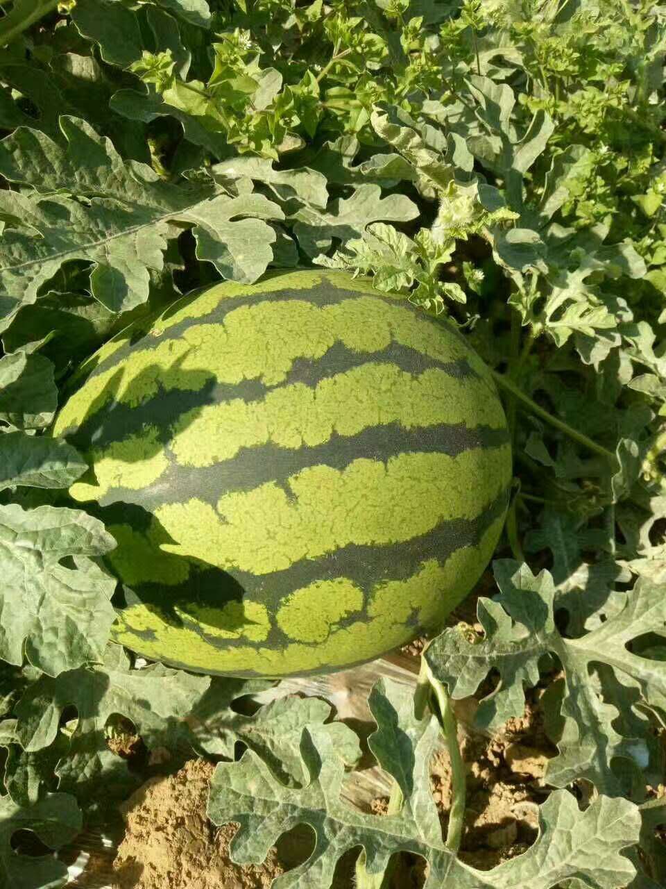 惠民西瓜最新價(jià)格，一顆瓜的成長(zhǎng)之路與你的成長(zhǎng)相伴