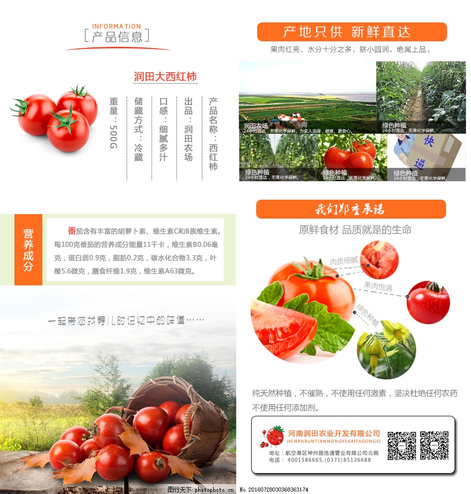 安徽西紅柿產(chǎn)地探秘，自然美景與鮮美西紅柿的邂逅之旅