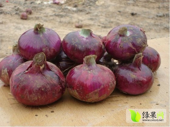 ??洋蔥今日市場最新價格??