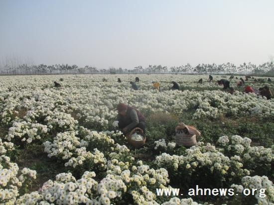 界首最新新聞，學(xué)習(xí)變革的力量，自信與成就感的融合之路