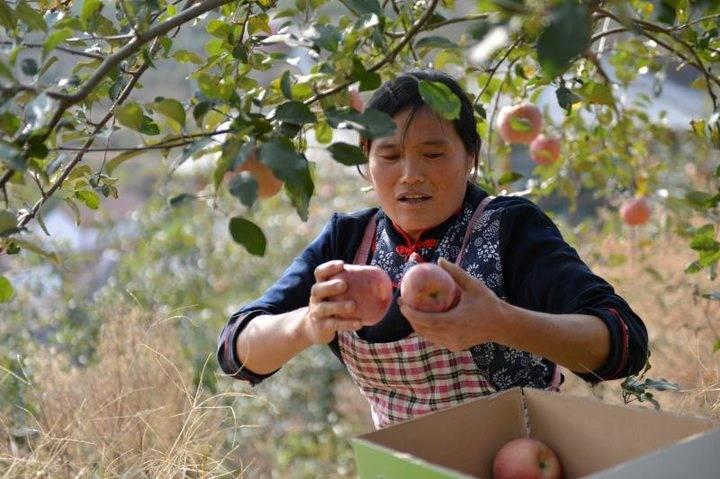 沂源蘋果最新價格，綠色之旅帶來內(nèi)心的平靜