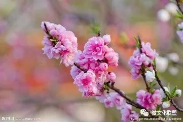 科技巔峰之作桃花開啟未來生活新紀(jì)元，最新章節(jié)預(yù)覽