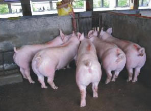 最新仔豬品種選擇與飼養(yǎng)指南，品種介紹與飼養(yǎng)步驟全解析