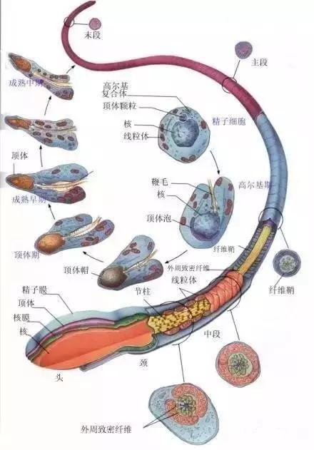 窩精子最新，小巷中的秘密風(fēng)味探索