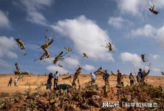??蝗災最新數(shù)據(jù)揭秘與分析??
