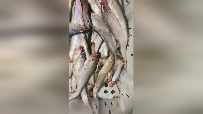 最新魚視頻，海洋生態(tài)與觀賞魚文化的精彩交融