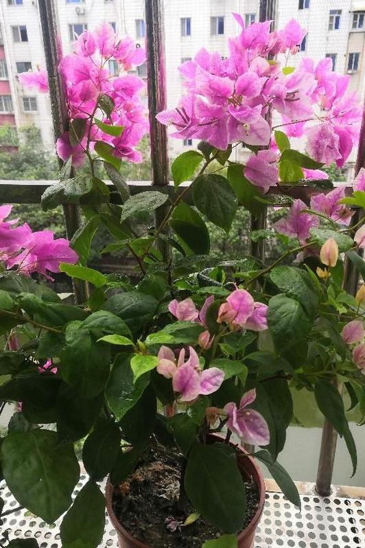 小巷深處的獨(dú)特花語(yǔ)，最新殘花之美