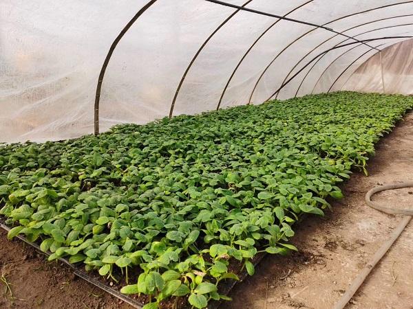 探索自然美景的輕松之旅，最新黃瓜社區(qū)