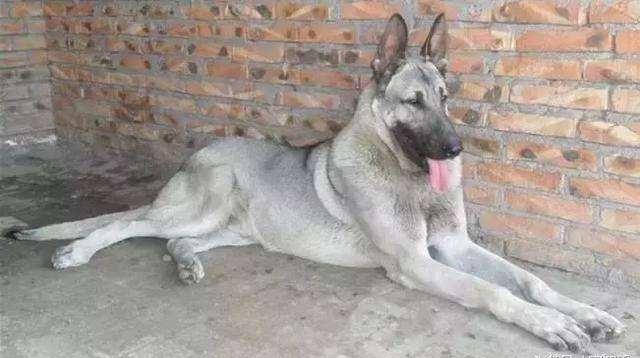 日本最新動態(tài)，溫馨日常趣事與最新情報分享