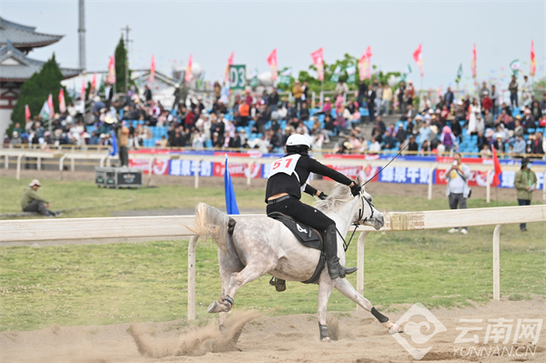 馬王最新動態(tài)，探索馬術世界的新篇章