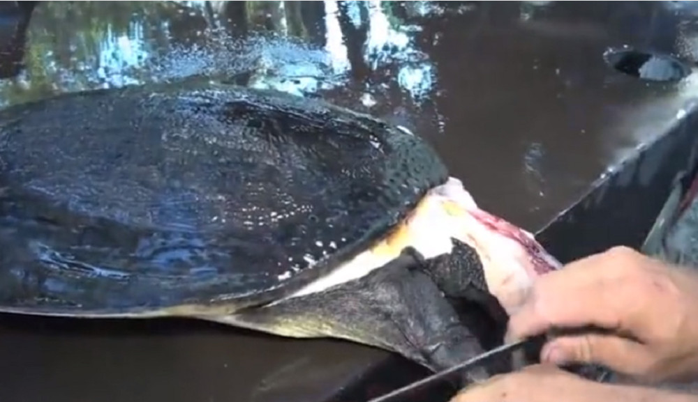 最新釣甲魚，一段垂釣樂趣的溫馨時(shí)光