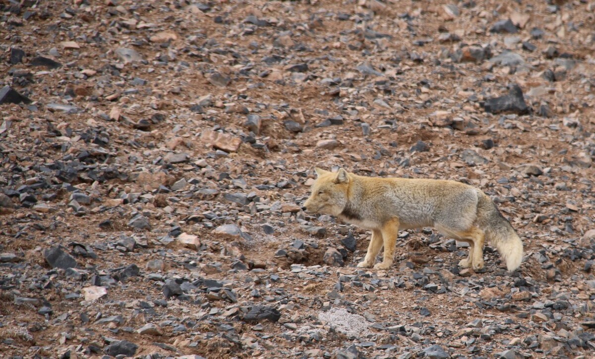 最新野狐，學(xué)習(xí)變化，自信助力夢(mèng)想實(shí)現(xiàn)