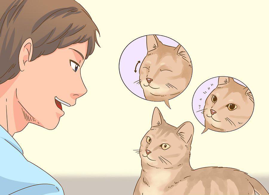 貓咪最新破譯，高科技重塑貓奴生活，智能養(yǎng)貓新時(shí)代的開啟