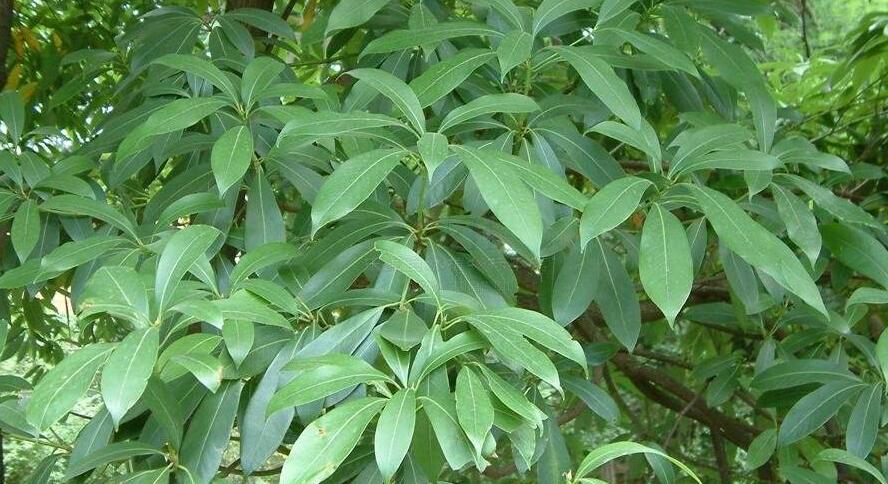 南山楠最新，自然美景的輕松探索之旅