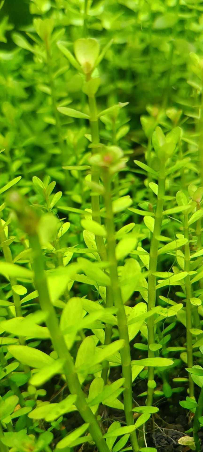 最新福利草草，自然美景之旅，探尋內(nèi)心平和與喜悅的旅程