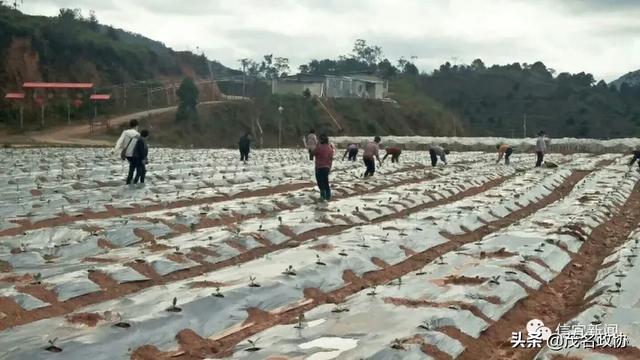 信宜最新肺炎，理解、應(yīng)對(duì)與關(guān)愛