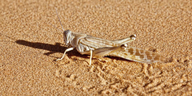 蝗災最新動態(tài)，科技先鋒引領(lǐng)抗災新時代