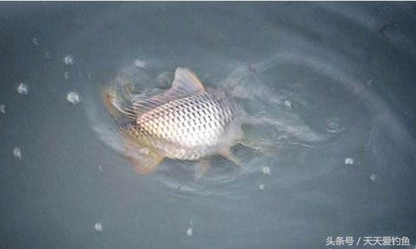 最新逗釣步驟指南，從入門到精通的釣魚技巧分享