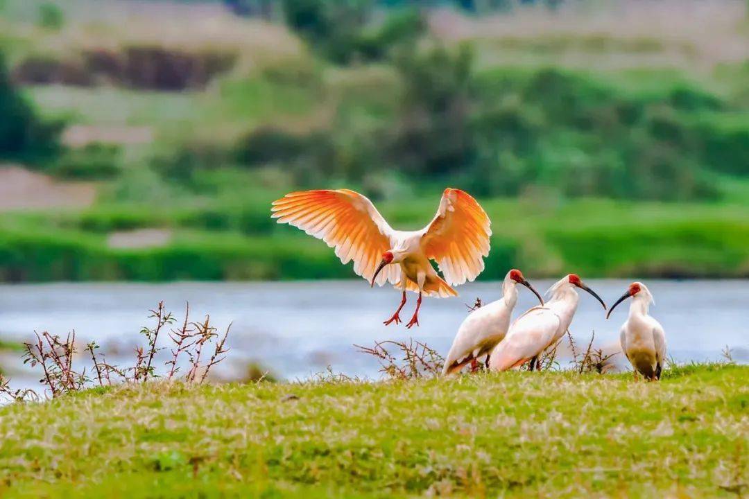 朱鹮最新動態(tài)報道