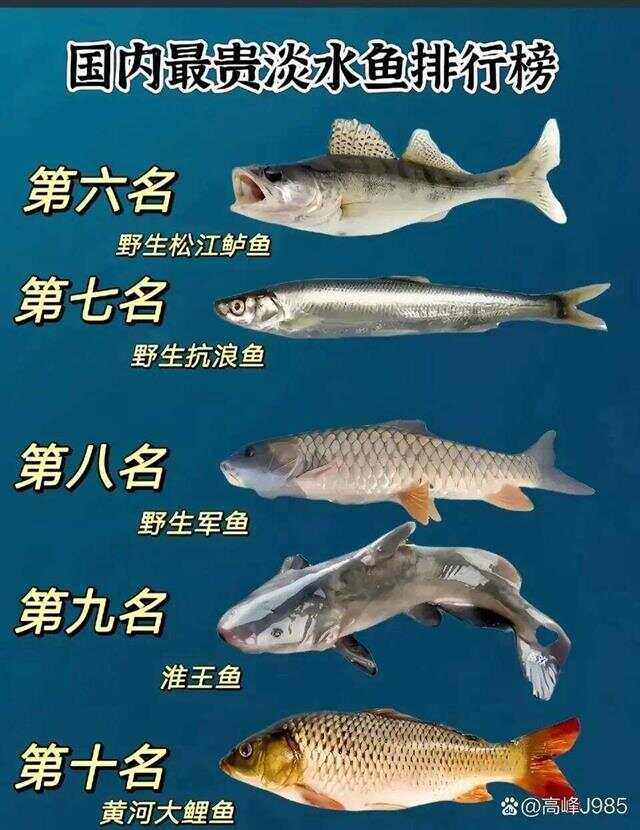 青魚國產(chǎn)最新論述，探索與解析
