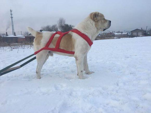 中亞犬，小巷深處的神秘秘境探索