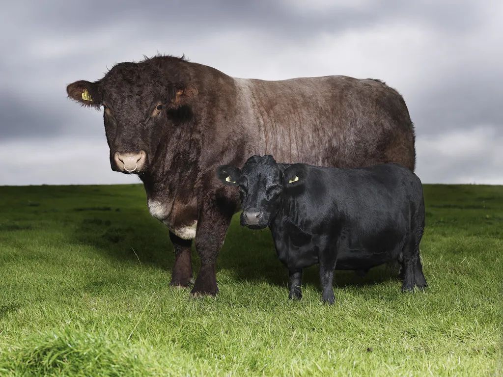 小巷隱藏寶藏，探訪特色小店，領(lǐng)略最牛最新魅力之旅
