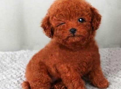 最新小鹿犬，趣事不斷，傳遞溫馨友誼與愛的小使者