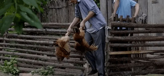 最新版偷雞，從變化中學(xué)習(xí)，擁抱自信，成就非凡之路