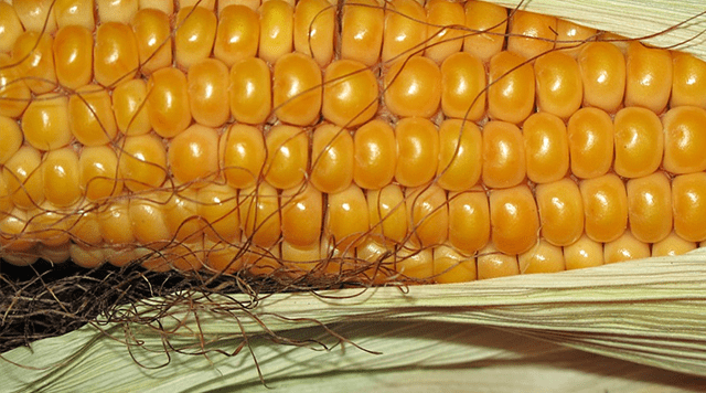 美國(guó)玉米出口最新動(dòng)態(tài)更新