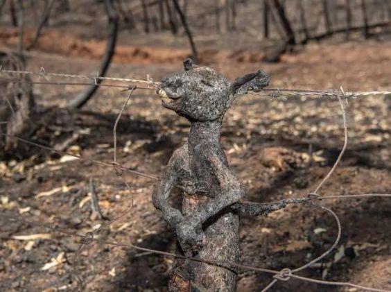 南澳山火最新情況更新，實(shí)時(shí)動(dòng)態(tài)與進(jìn)展