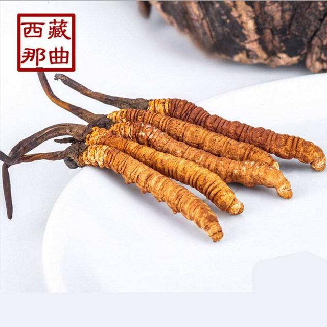 揭秘2025年蟲草最新價格，探尋小巷中的秘密行情！