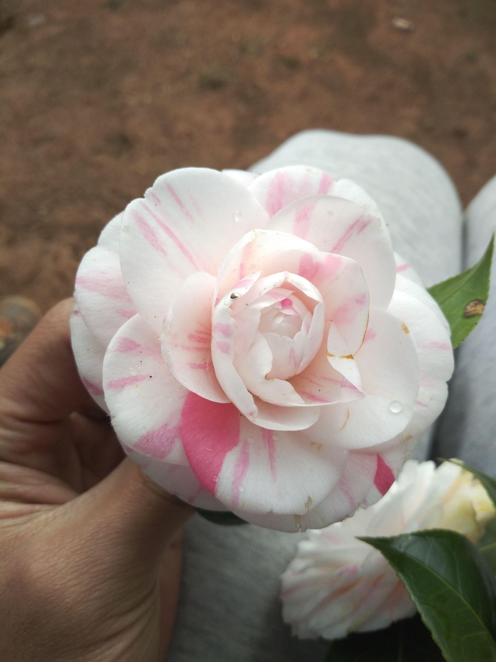 愛5最新劇情，心靈與自然的奇妙之旅