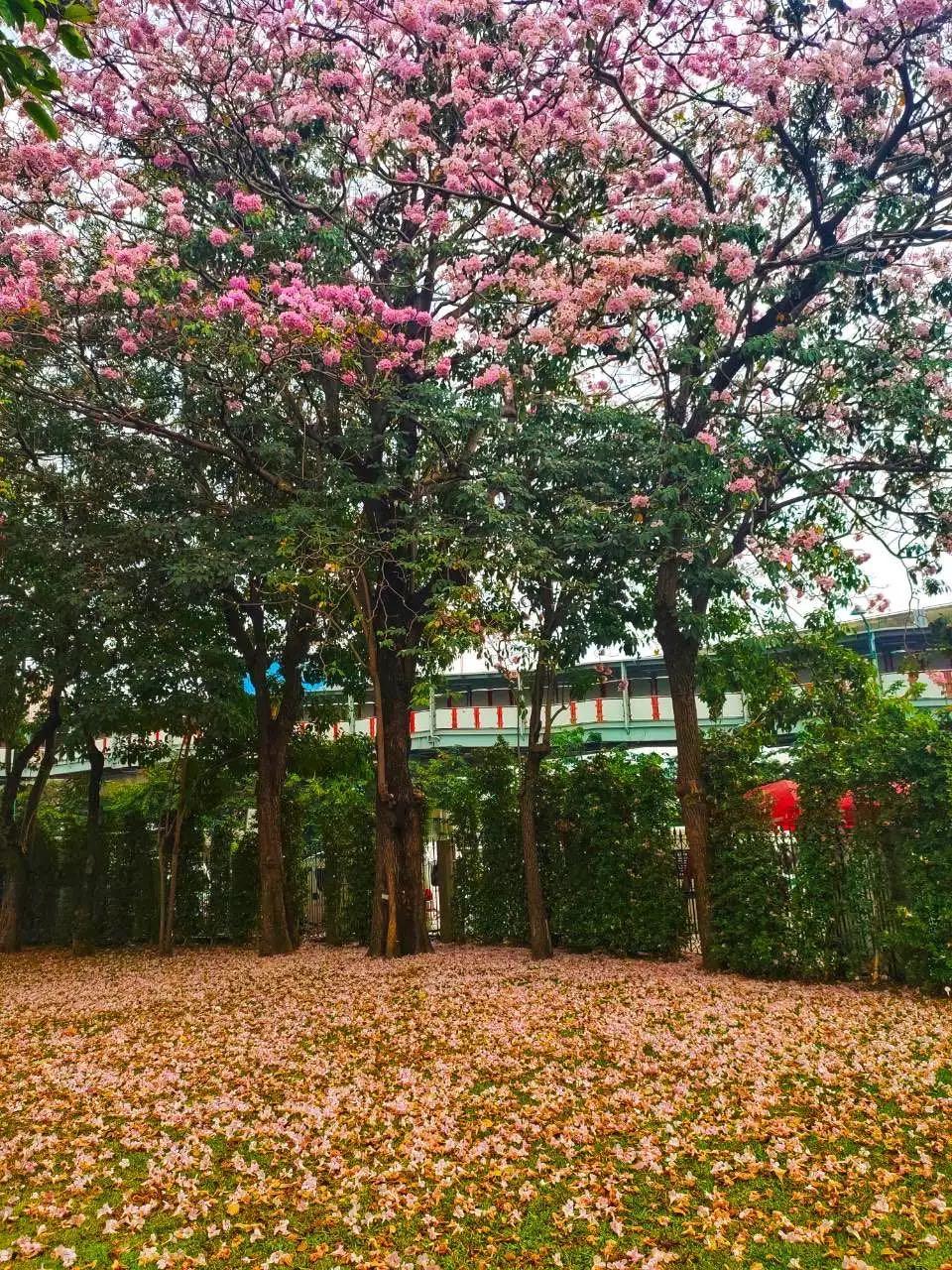 全球最新疫情動態(tài)，變化中的學習之路與自信成就的力量