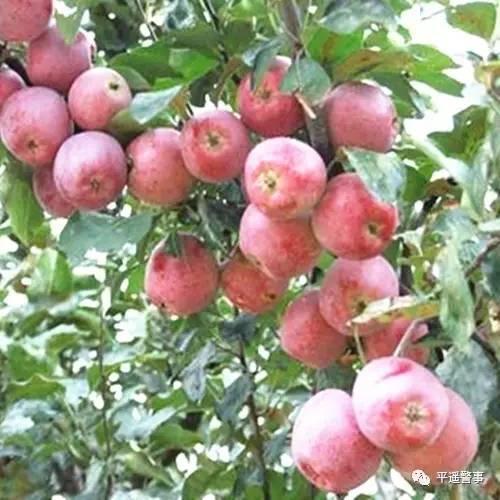 西太后愛心包最新系列，時尚與慈善的完美結(jié)合，展現(xiàn)獨(dú)特魅力風(fēng)采