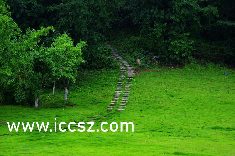 伊人最新一本，日常溫馨趣事與情感紐帶的交織