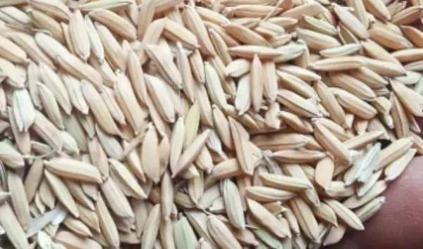 夏鳴星谷子最新科技，點(diǎn)亮生活，科技璀璨引領(lǐng)未來