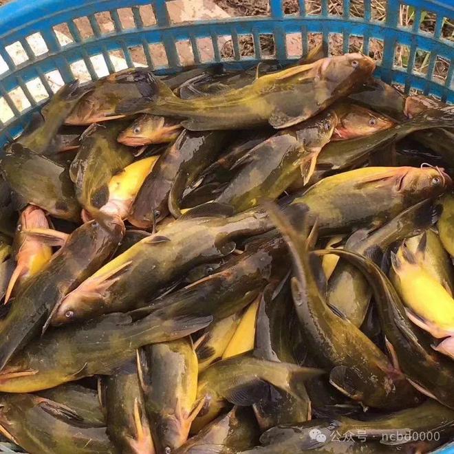 黃顙魚最新報價大全，專業(yè)指南與實時更新