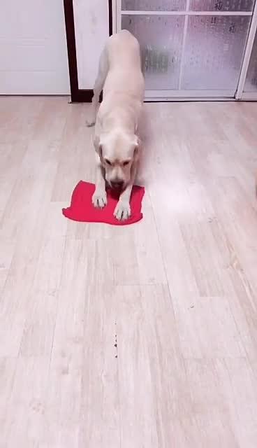 最新狗小視頻，溫馨日常故事